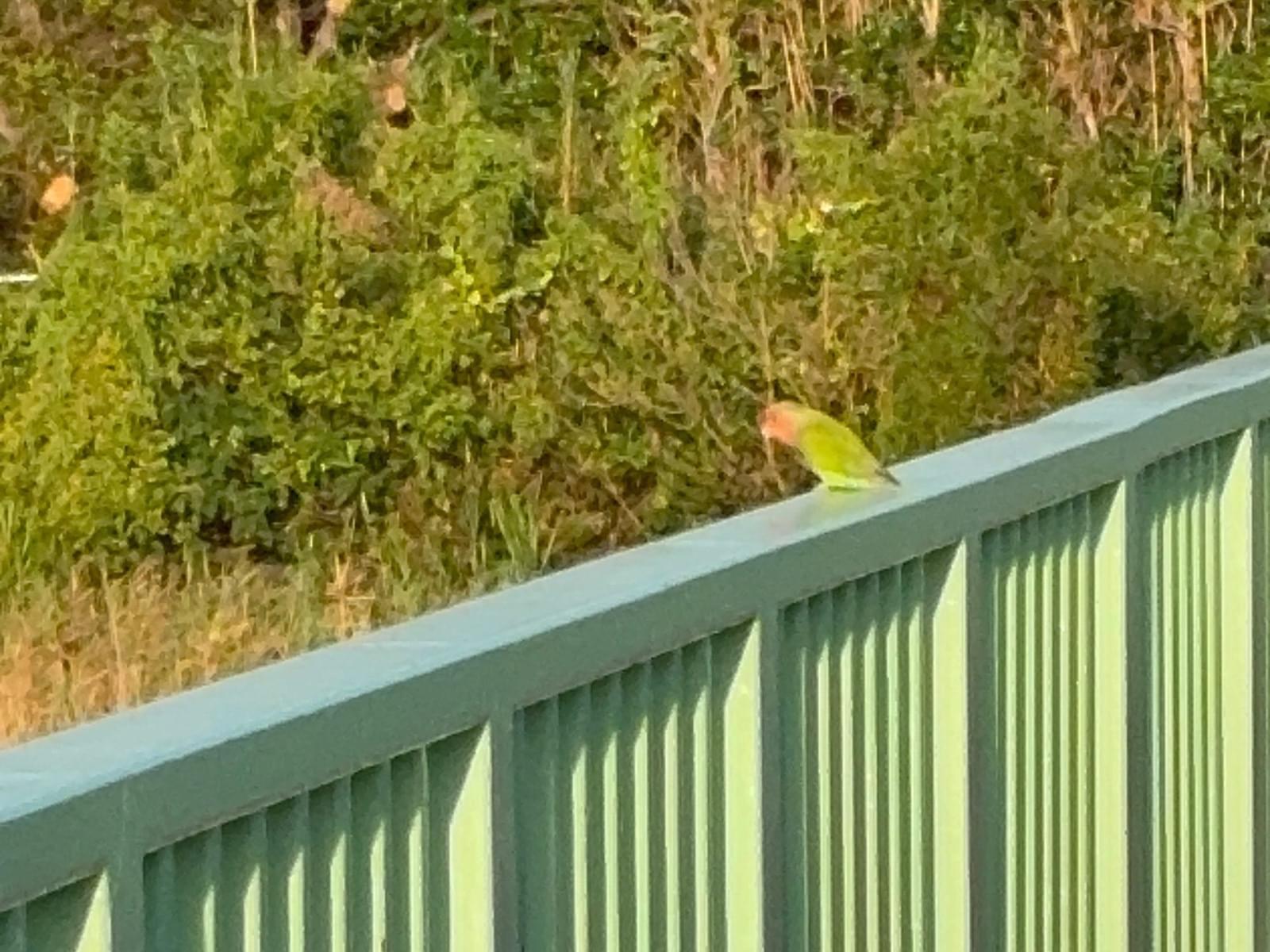 目撃された鳥 目撃された鳥