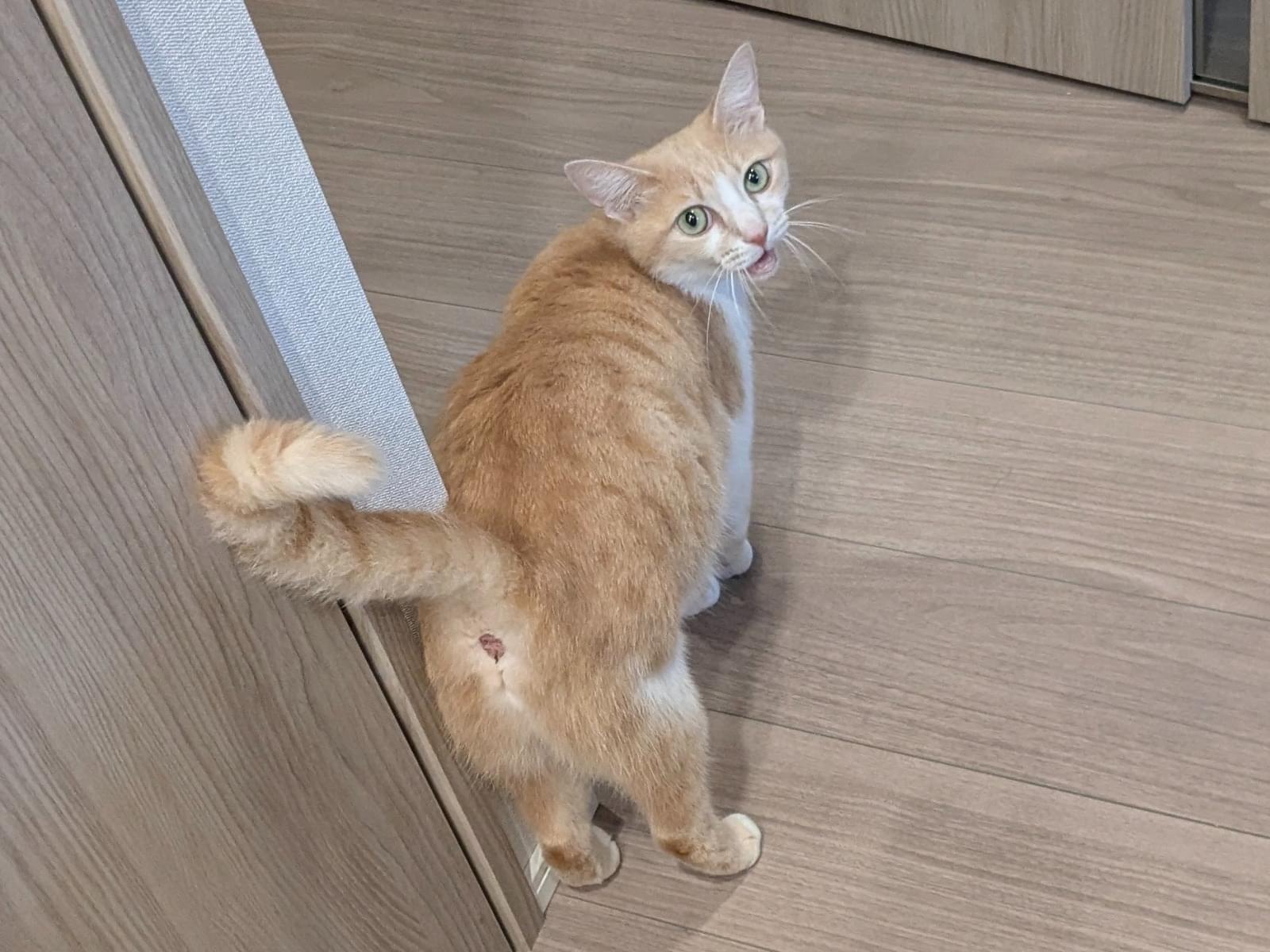 保護された猫 保護された猫