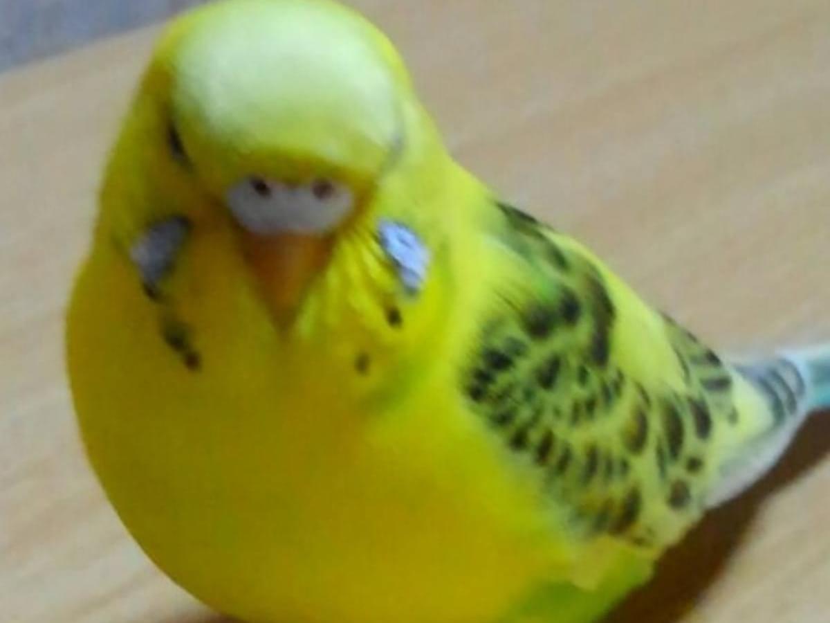 ピーちゃん ピーちゃん