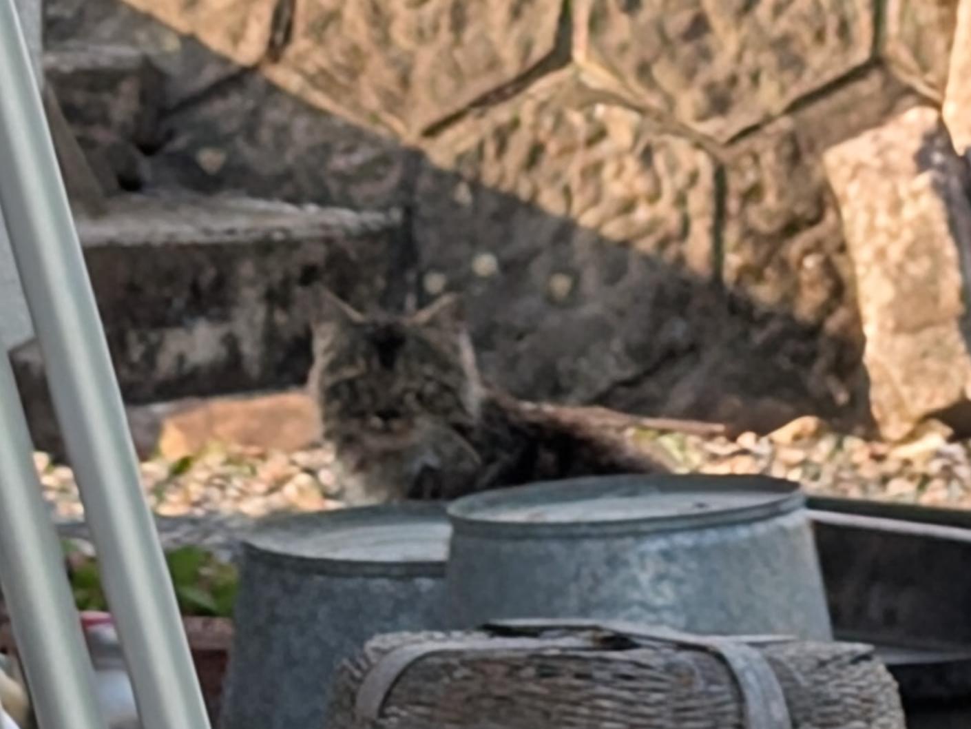 目撃された猫 目撃された猫