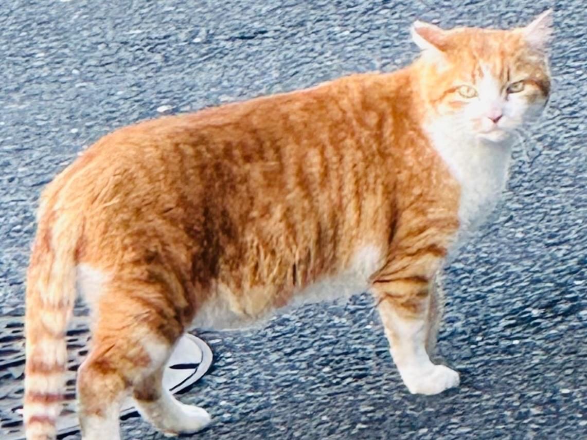 目撃された猫 目撃された猫