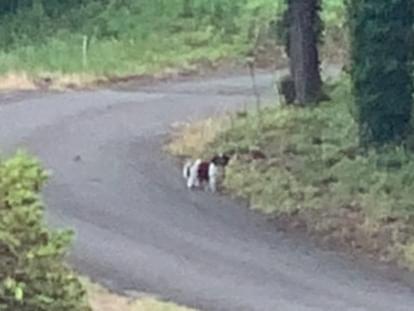 目撃された犬 目撃された犬
