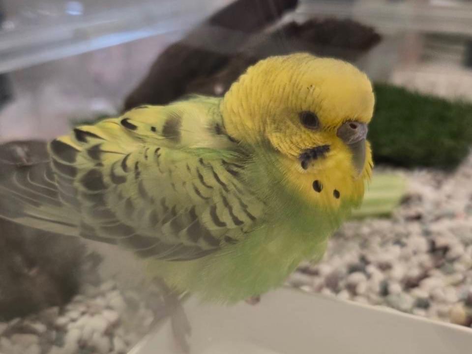 保護された鳥