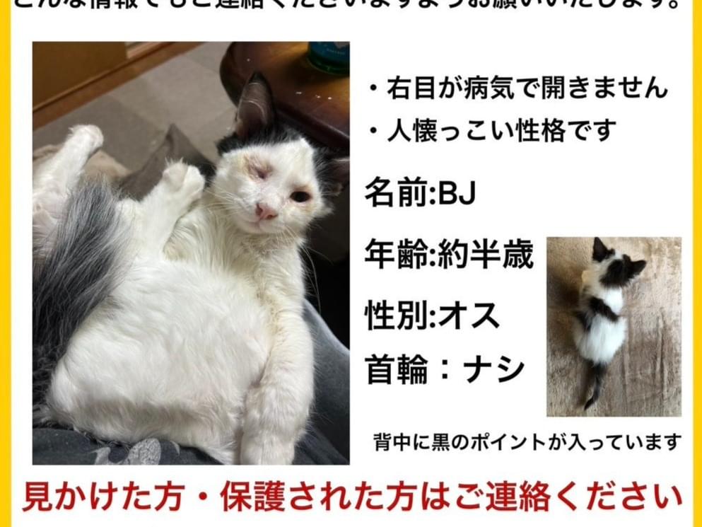 BJちゃん BJちゃん