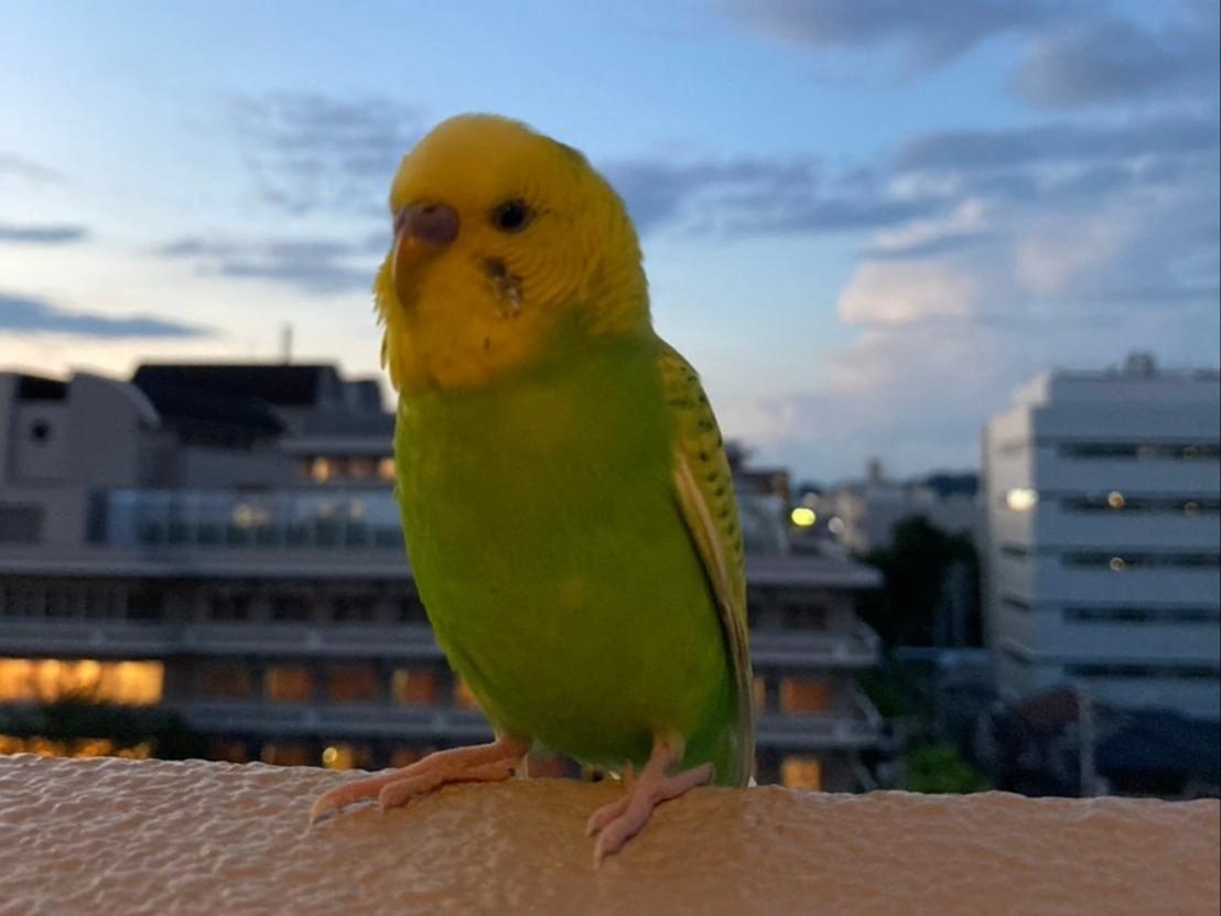 保護された鳥 保護された鳥