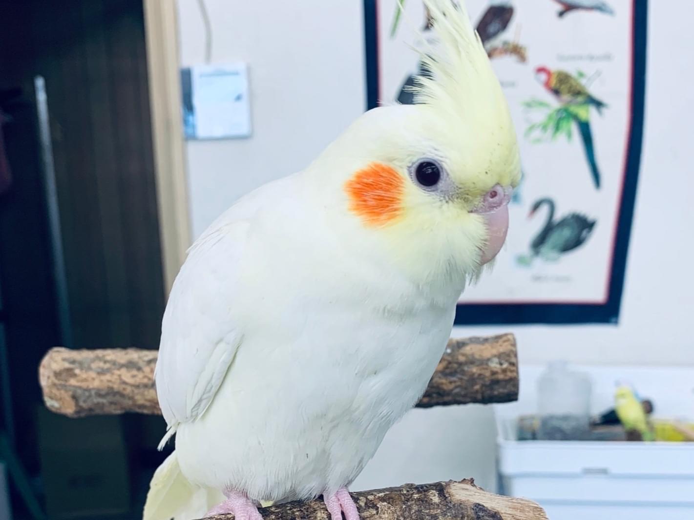 リンちゃん リンちゃん
