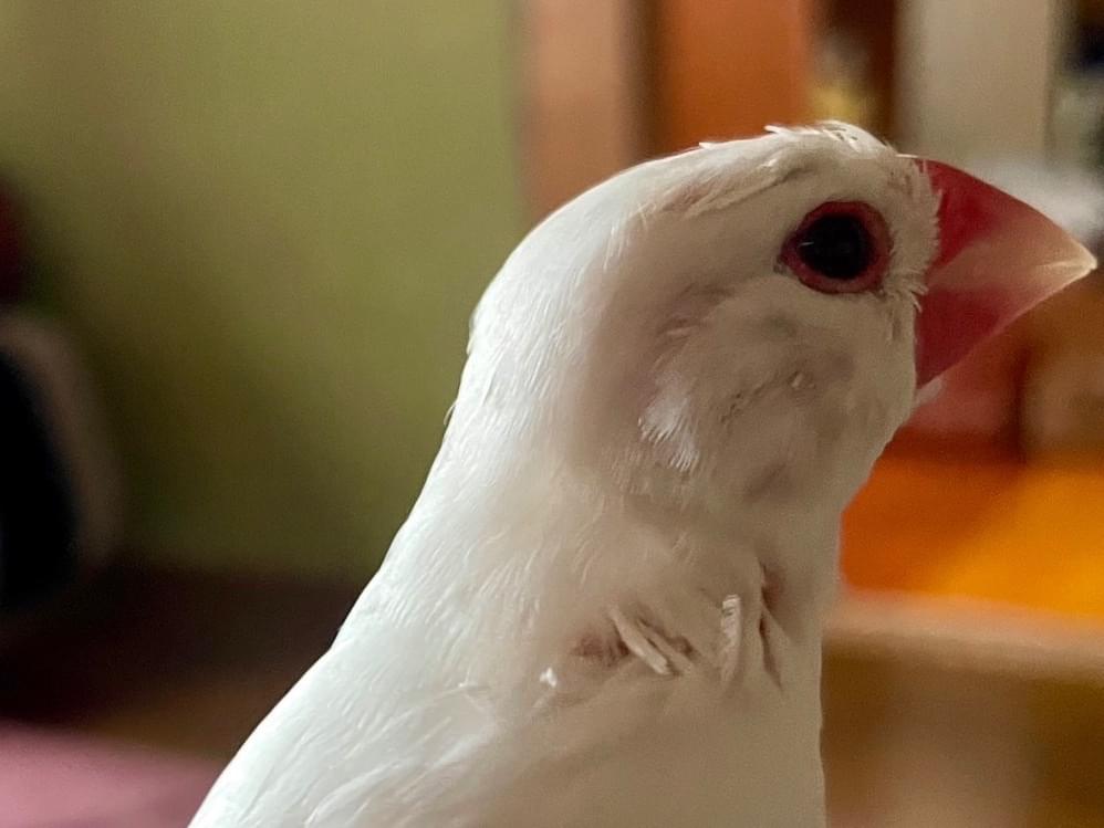 トトちゃん トトちゃん
