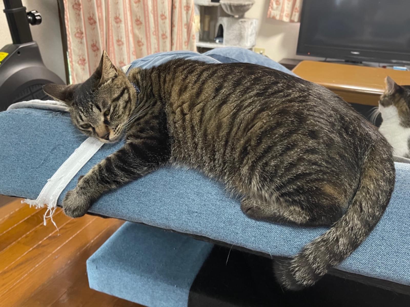 あずきちゃん あずきちゃん