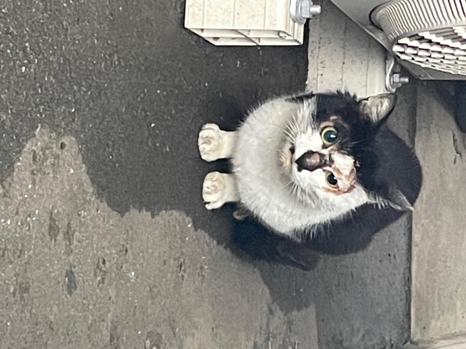 目撃された猫 目撃された猫