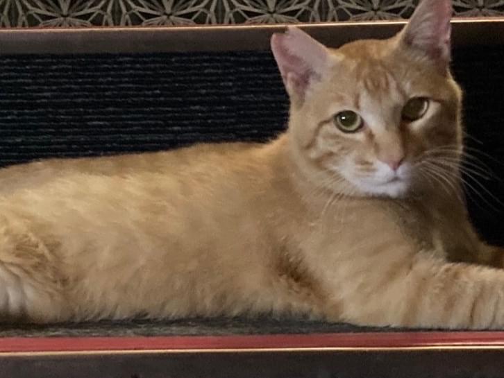 ヨシオちゃん ヨシオちゃん