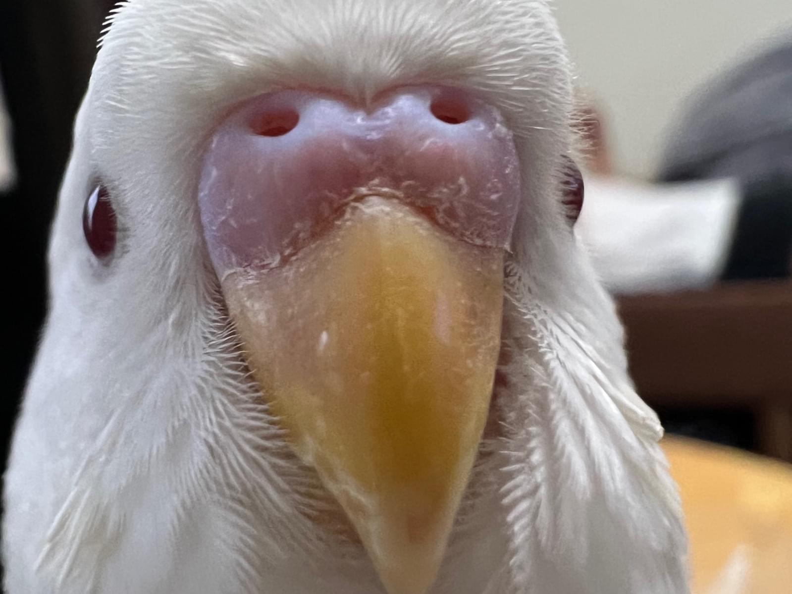 セキセイインコちゃん セキセイインコちゃん