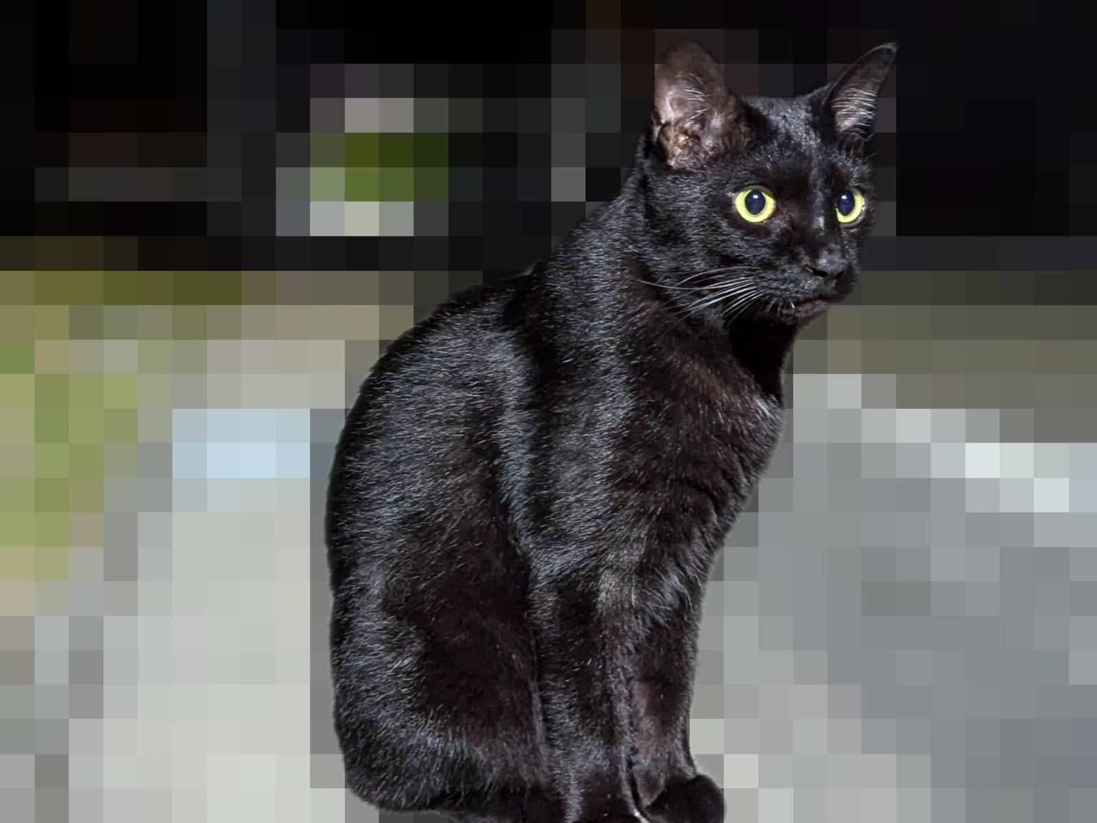 目撃された猫 目撃された猫