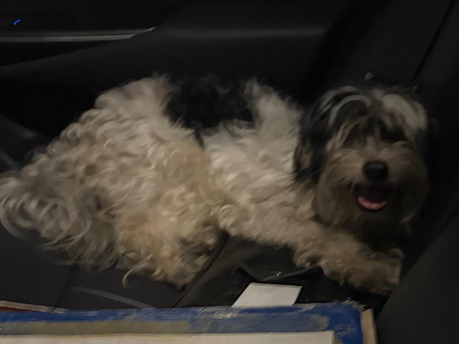 保護された犬 保護された犬