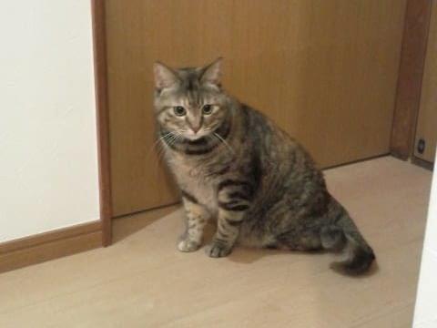 みーちゃん みーちゃん