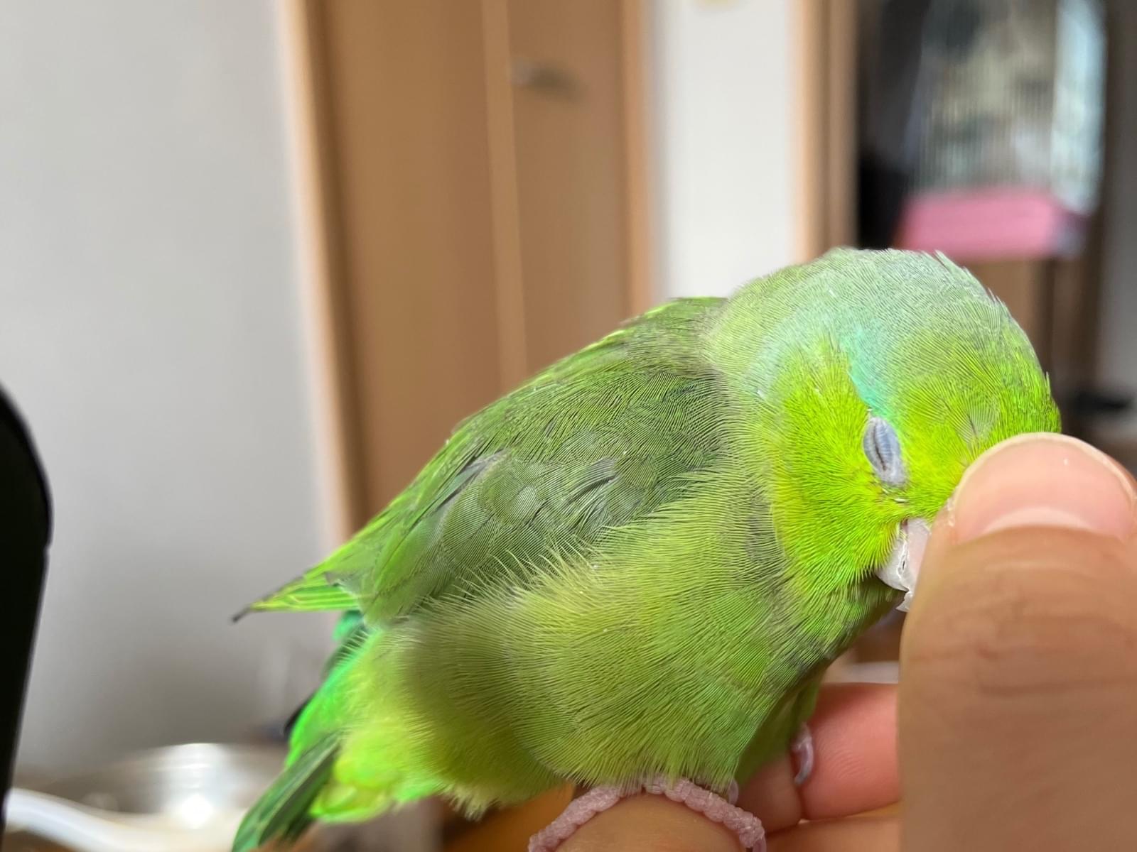 よもぎちゃん よもぎちゃん