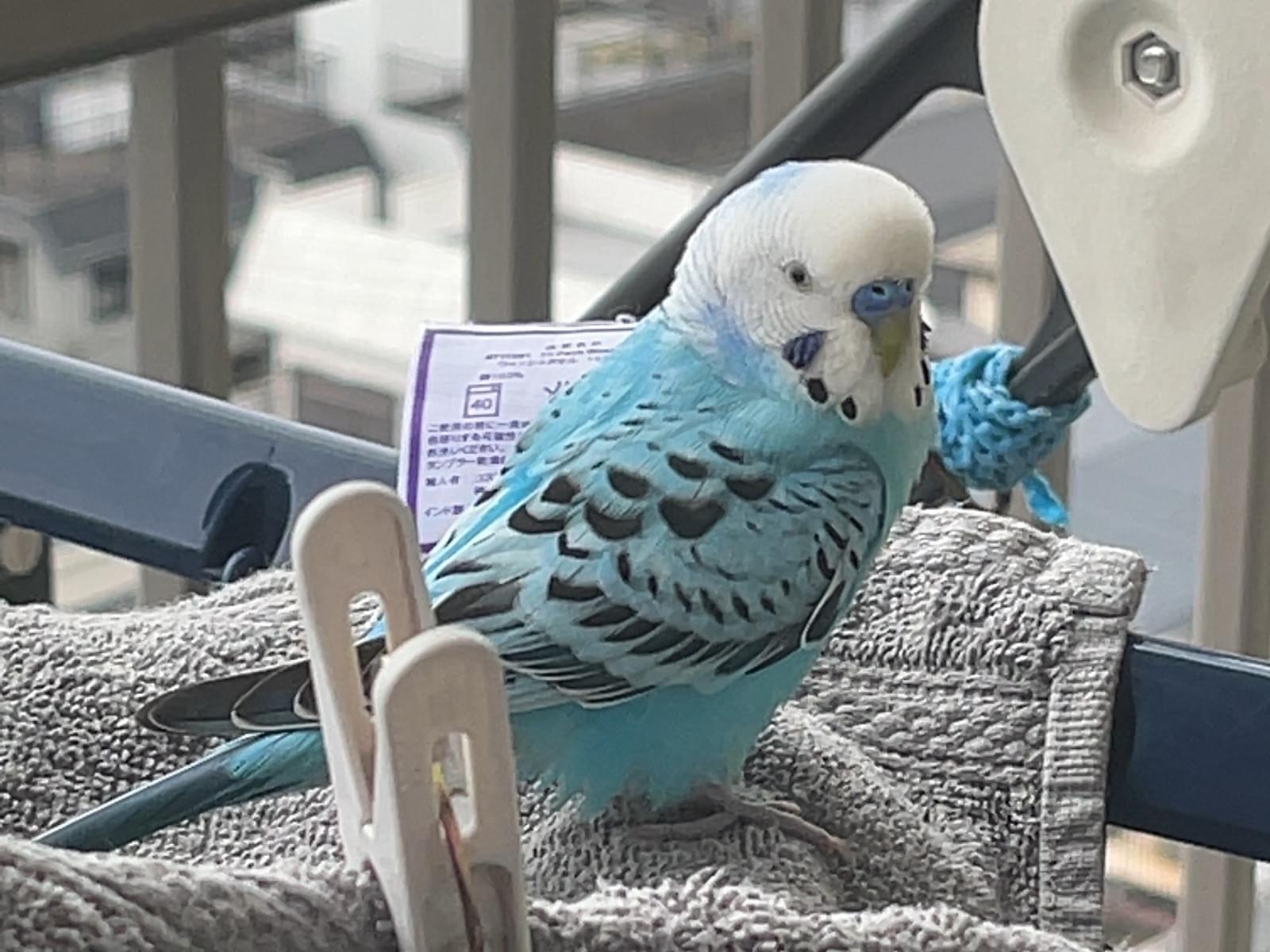 保護された鳥 保護された鳥