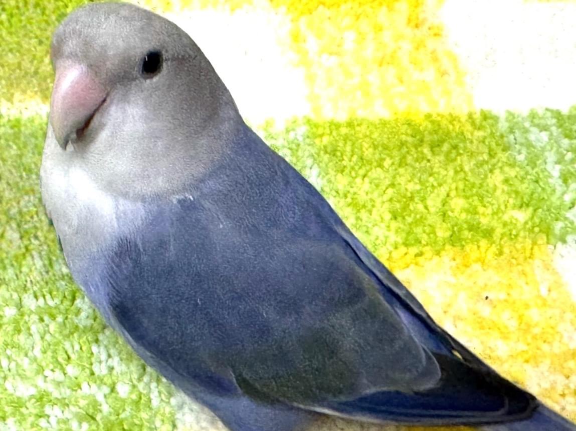 マユちゃん