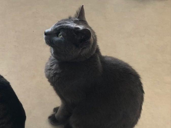 迷子になった猫 迷子になった猫
