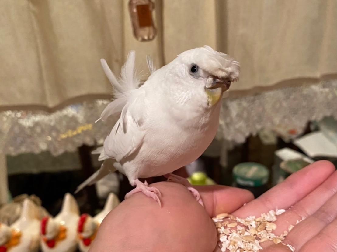 ひなちゃん ひなちゃん