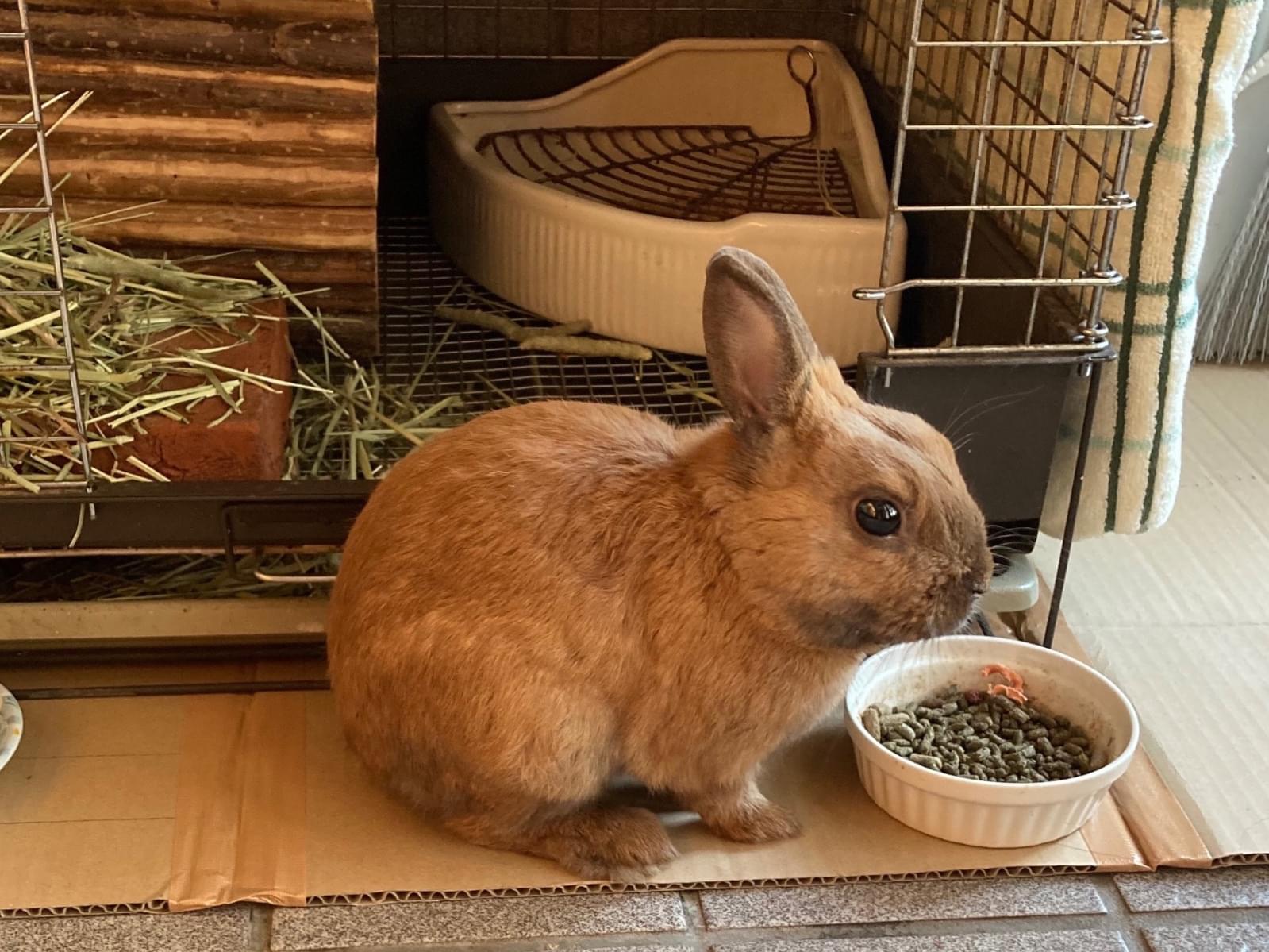 トイちゃん トイちゃん