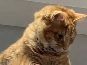 茶トラ猫と白が混じった茶トラ猫を探してます。