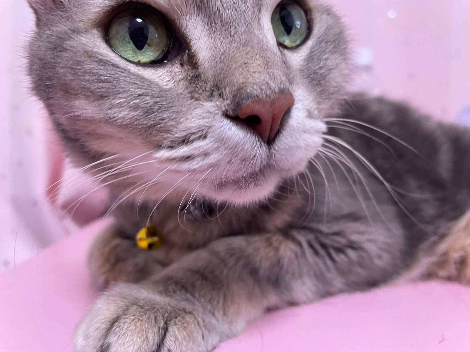 ゆめきちちゃん