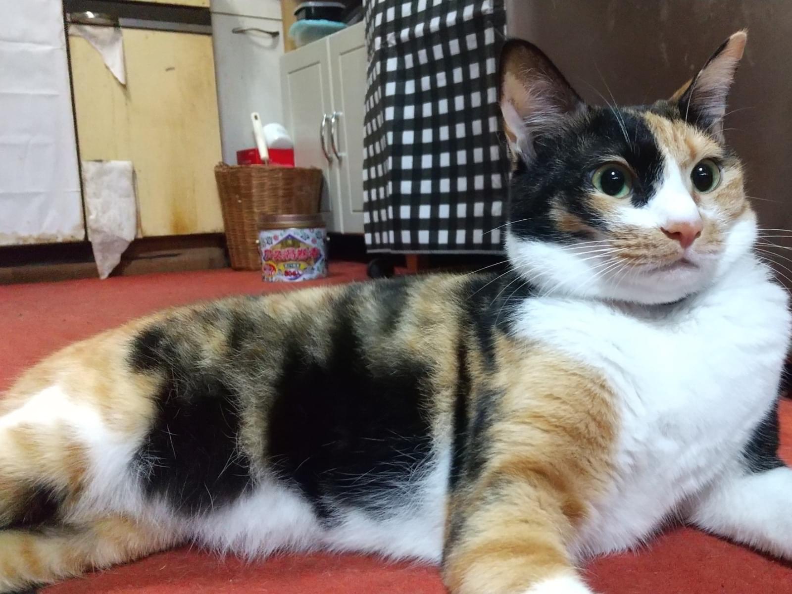 ももちゃん ももちゃん