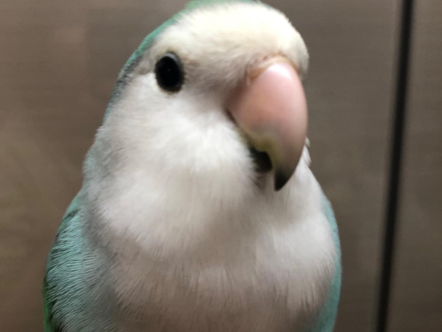 ぶるちゃん ぶるちゃん