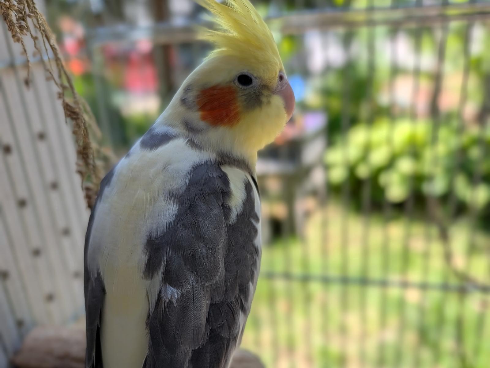保護された鳥 保護された鳥