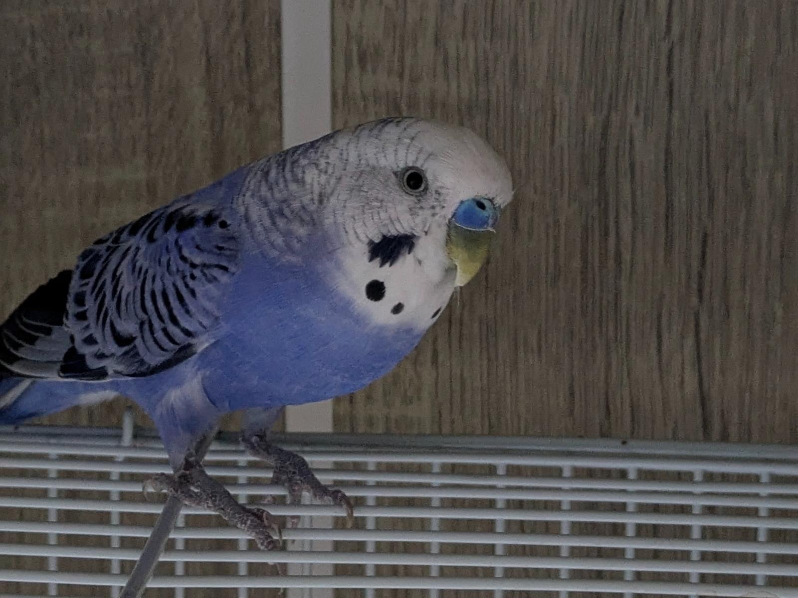 保護された鳥 保護された鳥