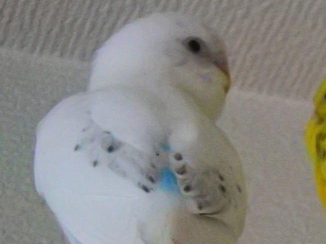 ペロちゃん ペロちゃん
