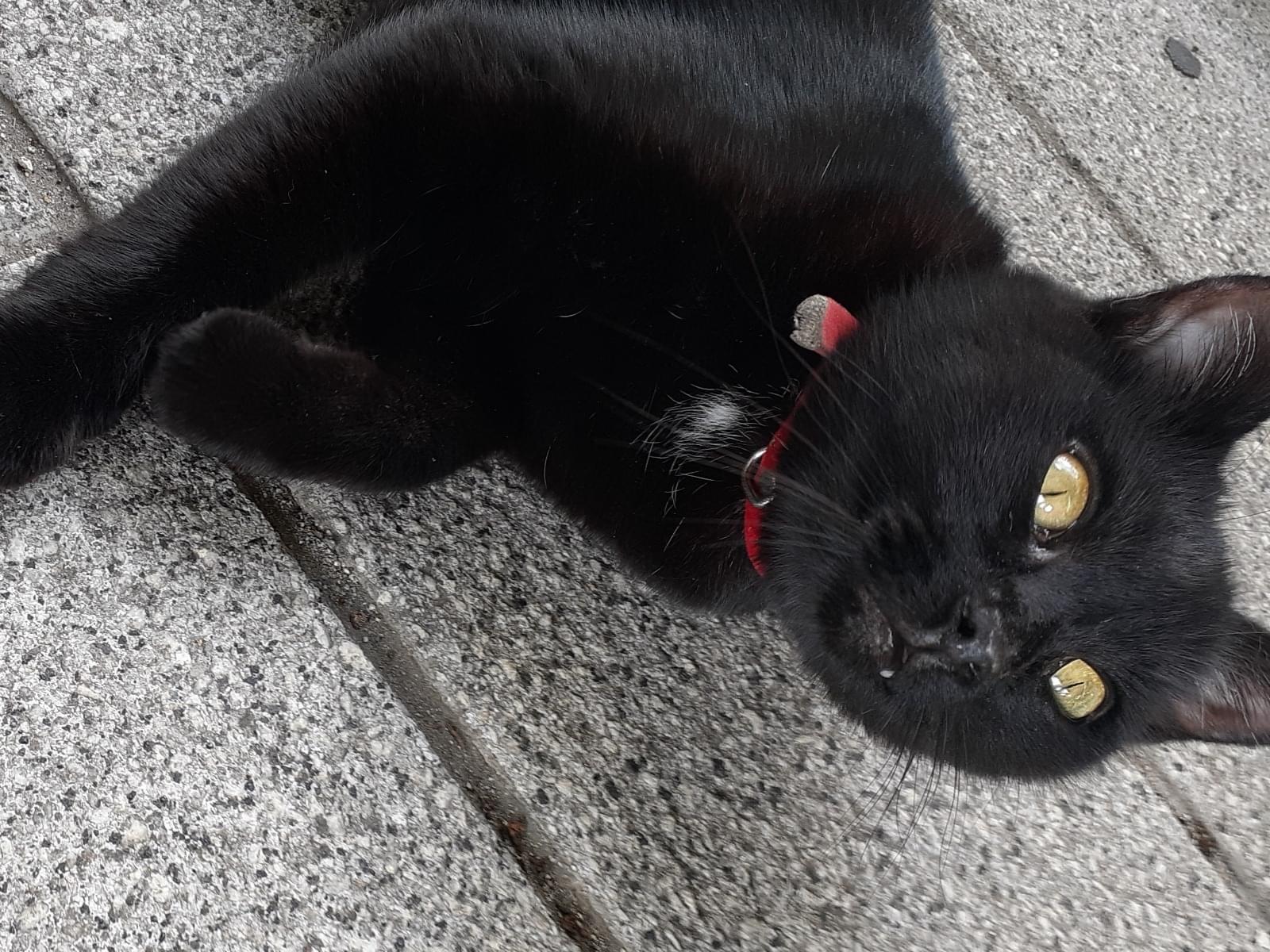 目撃された猫 目撃された猫