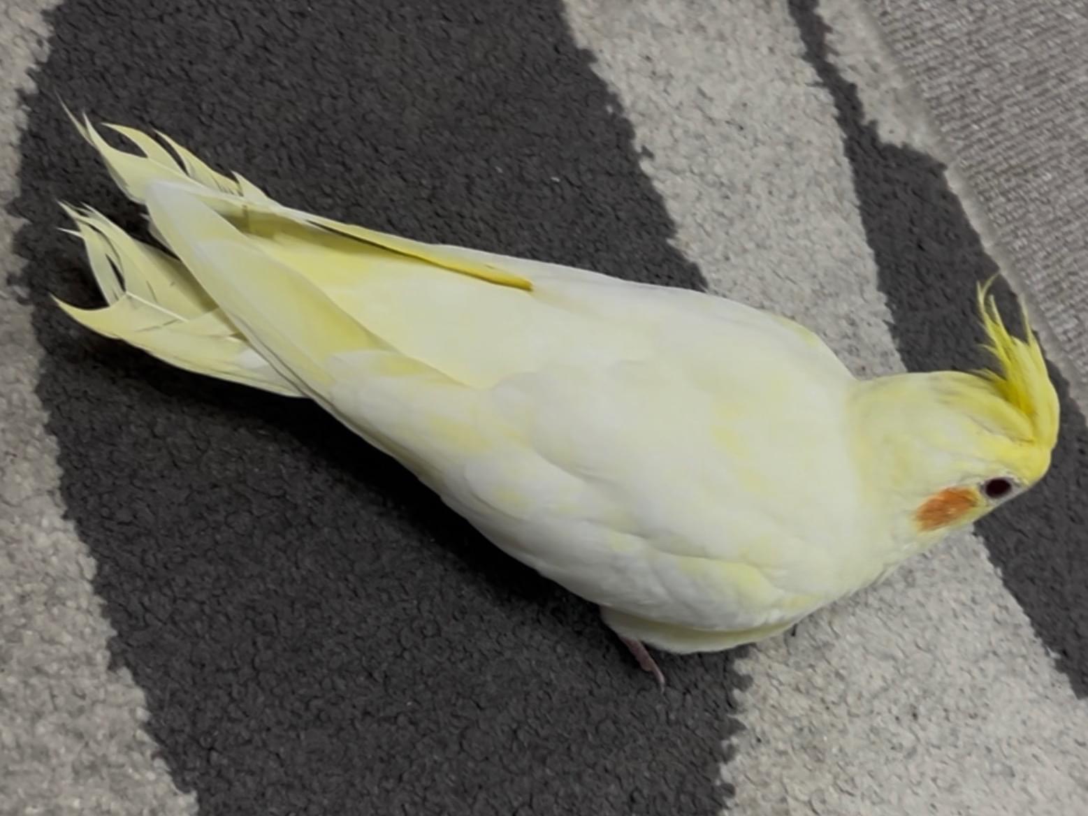 トトちゃん