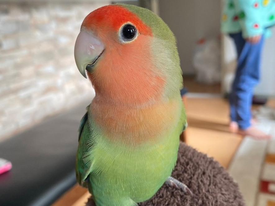 チャチャちゃん チャチャちゃん
