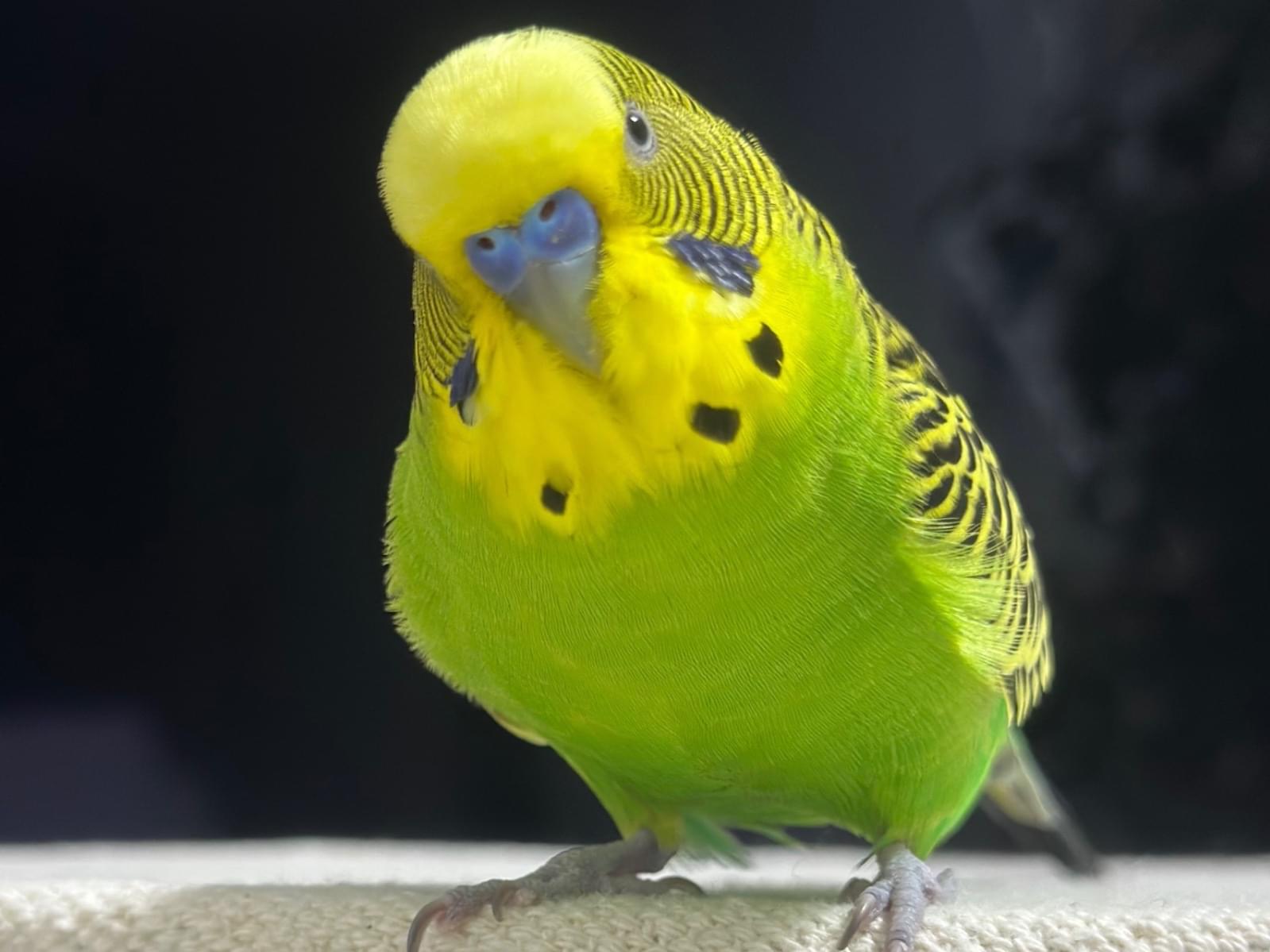 グリちゃん グリちゃん