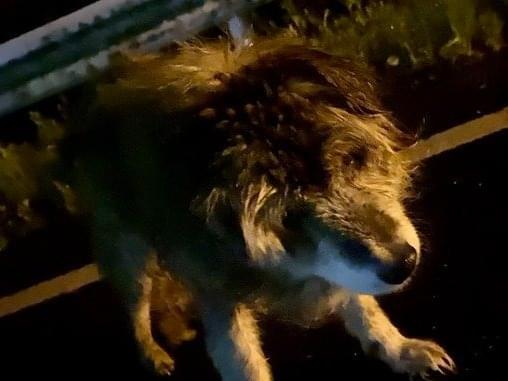 保護された犬 保護された犬
