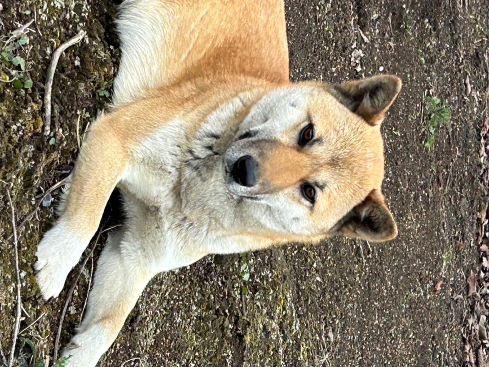 目撃された犬 目撃された犬