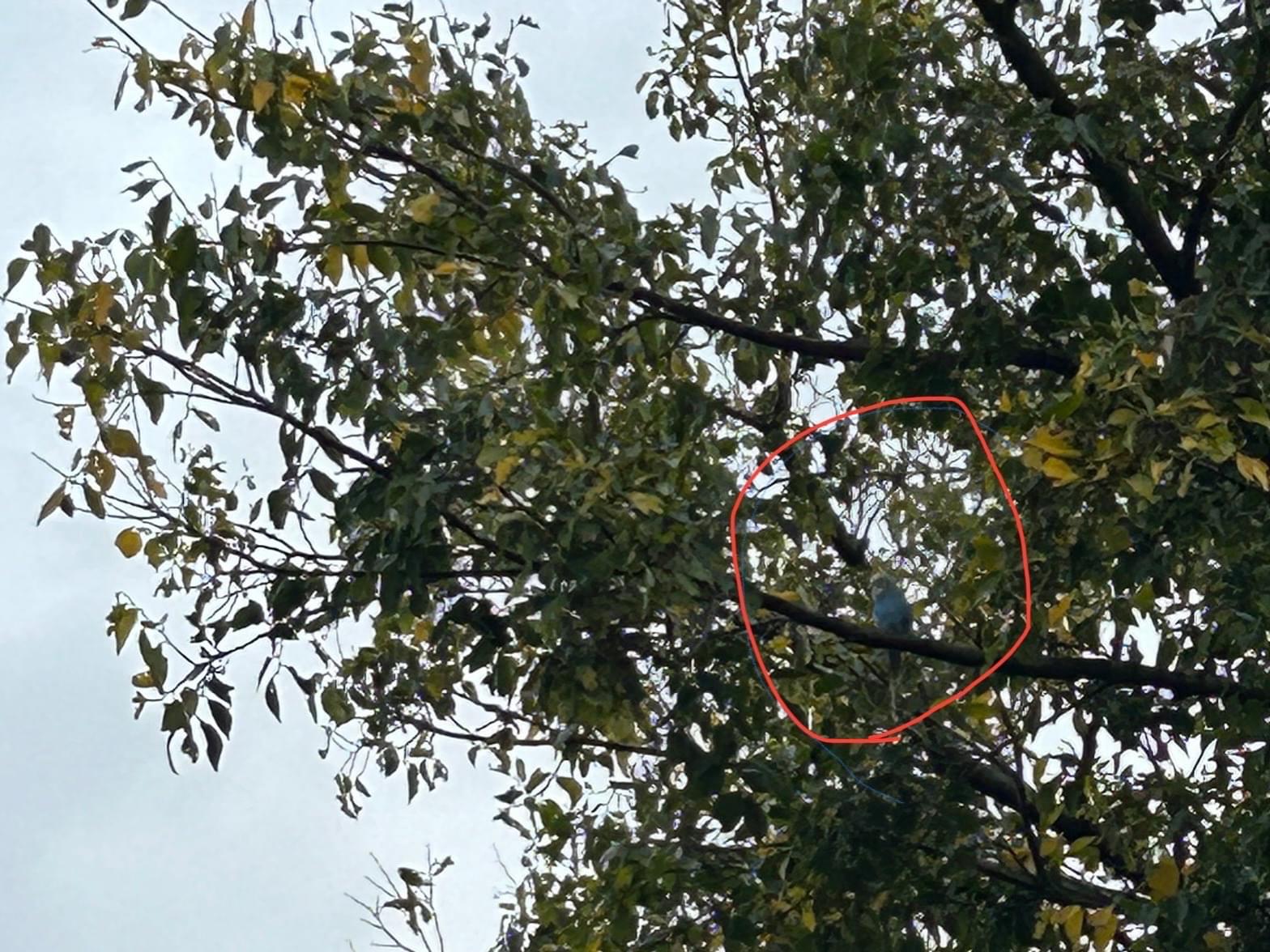 目撃された鳥 目撃された鳥