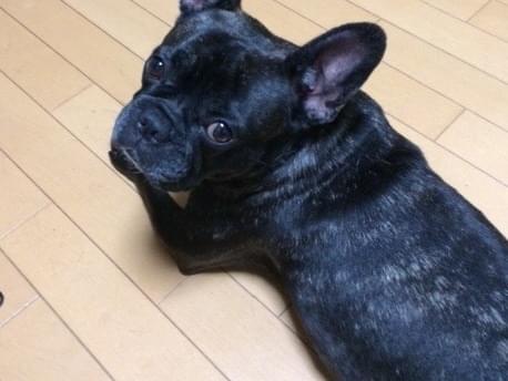 モモちゃん モモちゃん