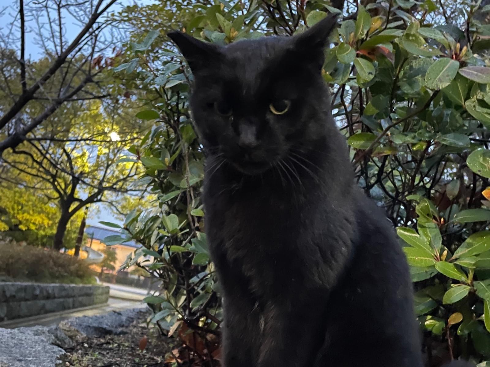 目撃された猫 目撃された猫