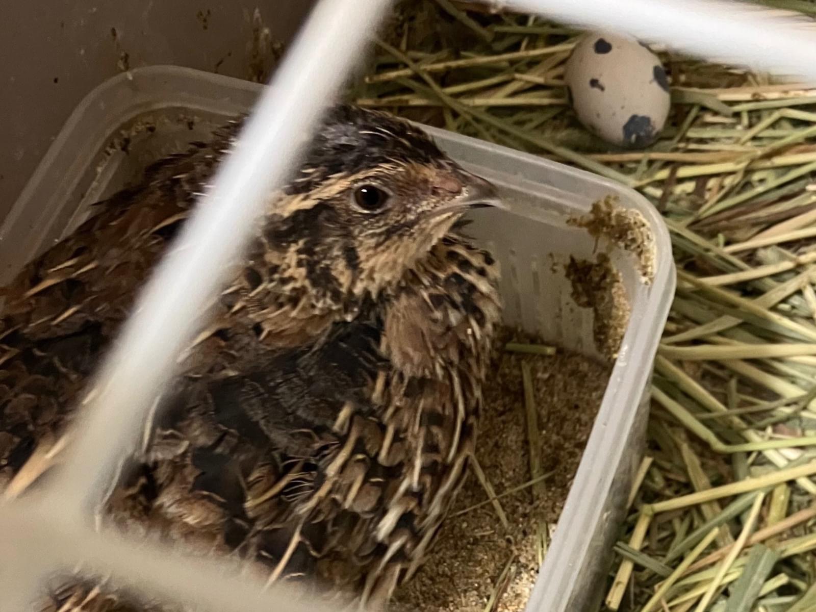 ウズラちゃん ウズラちゃん