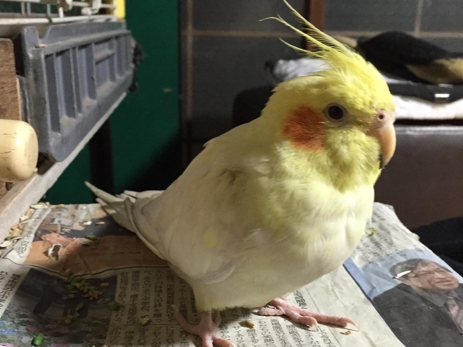 メンコちゃん メンコちゃん