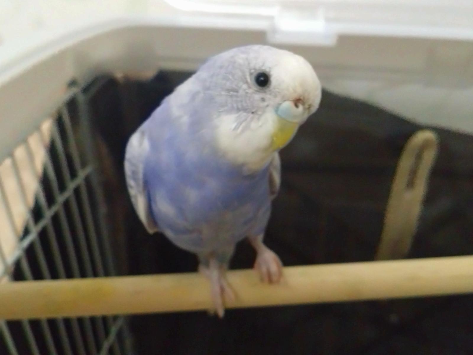 ピヨ彦ちゃん ピヨ彦ちゃん