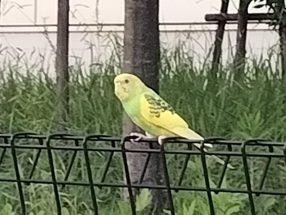 保護された鳥 保護された鳥