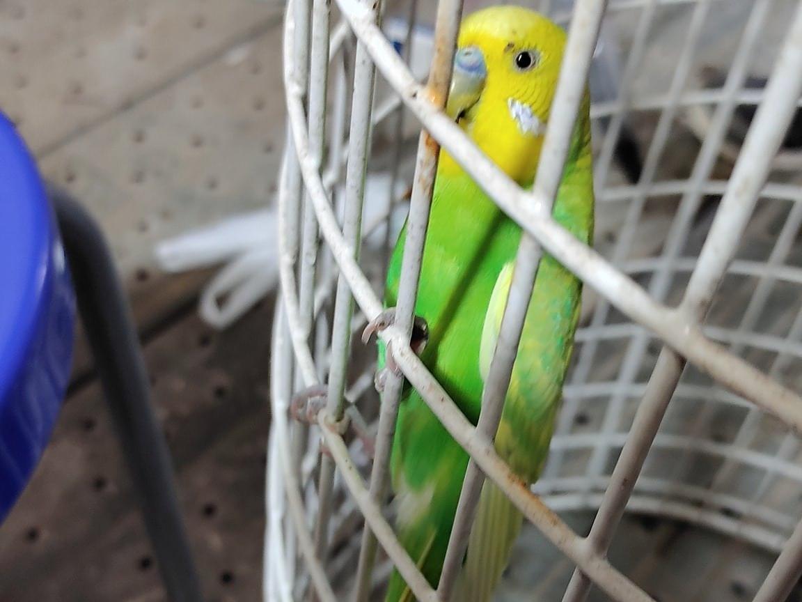保護された鳥 保護された鳥