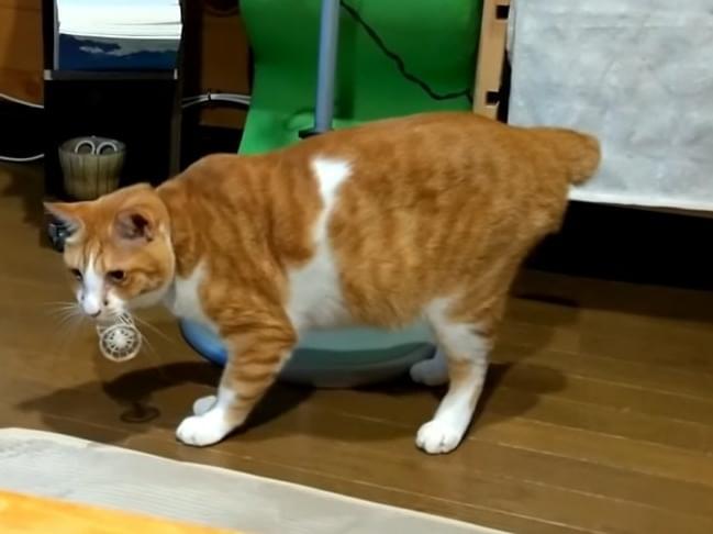 キチちゃん