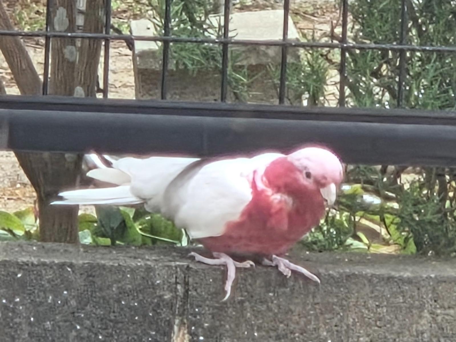 目撃された鳥 目撃された鳥