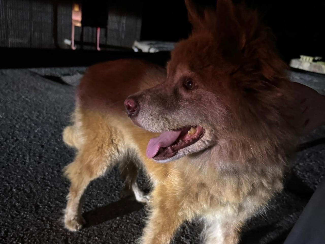 保護された犬 保護された犬