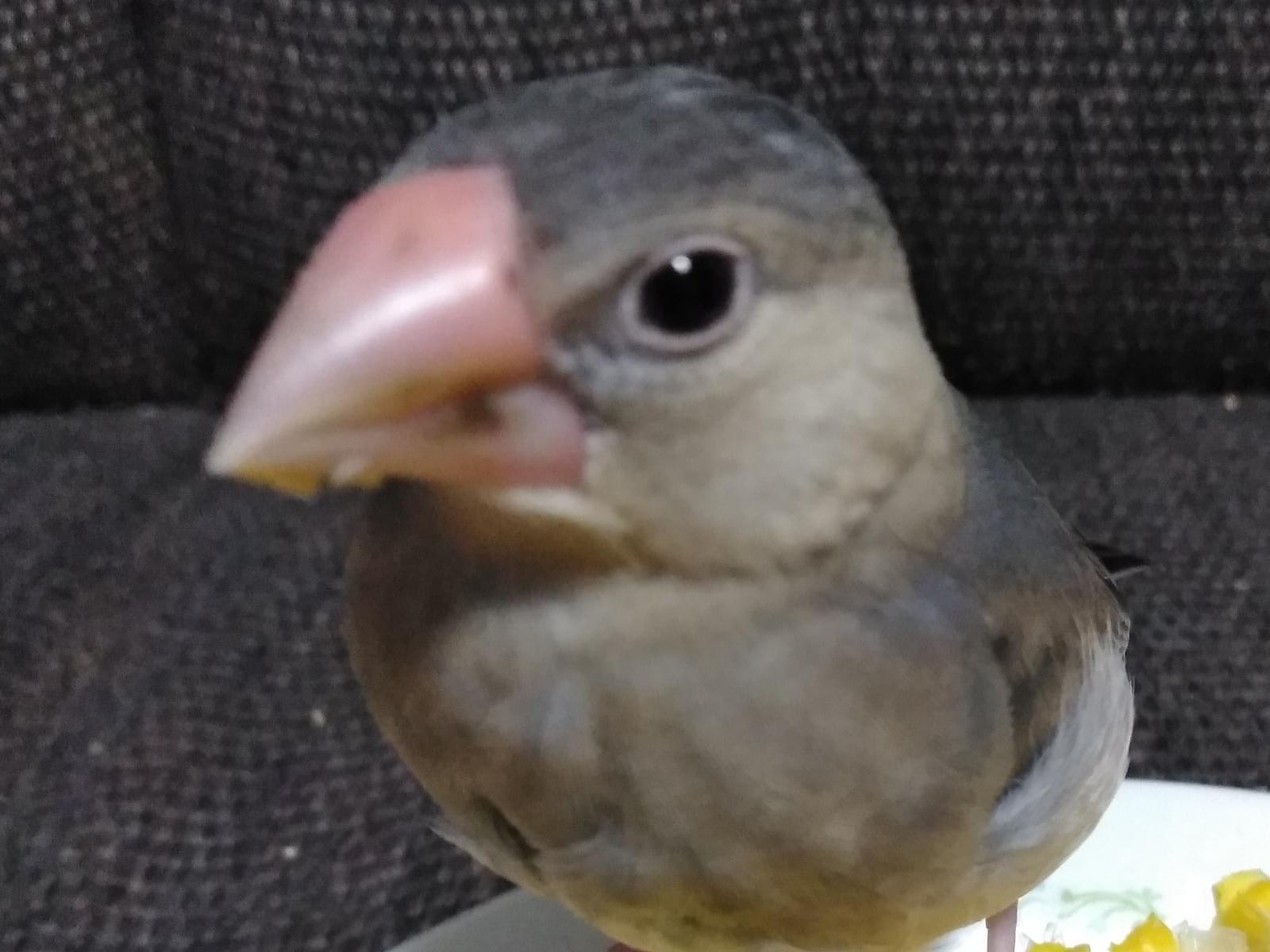 チッチちゃん チッチちゃん