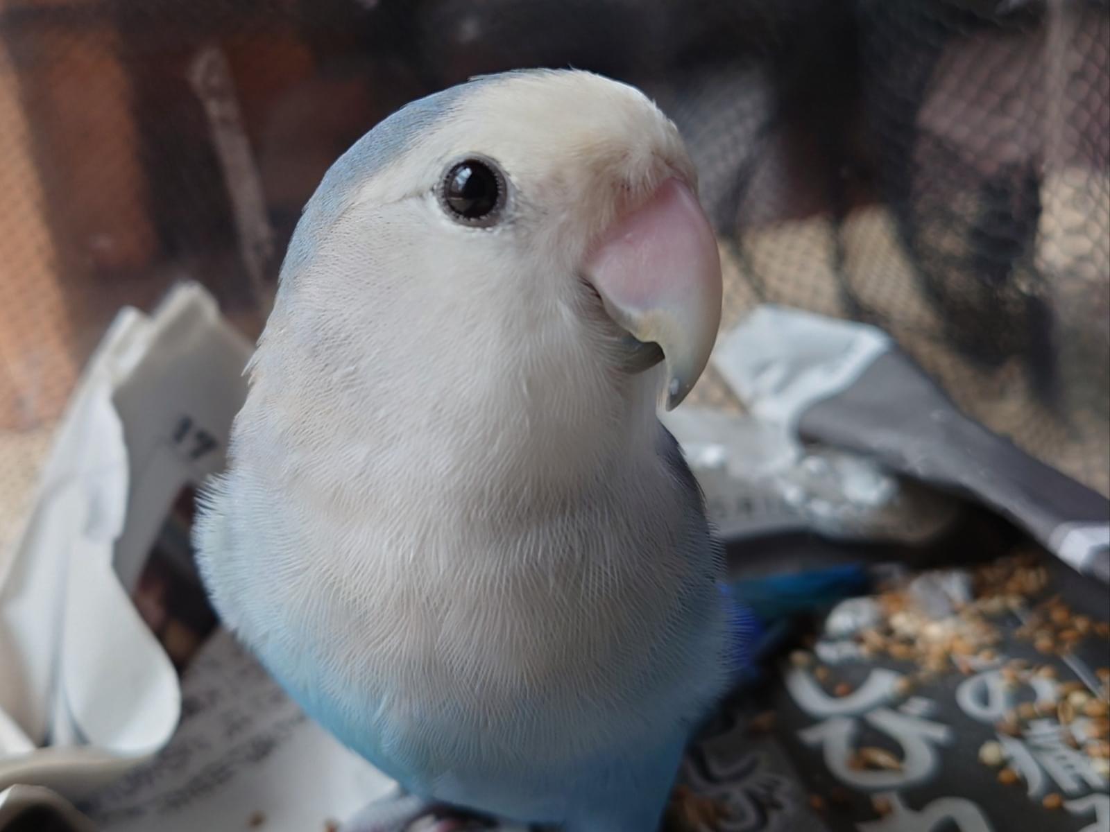 保護された鳥 保護された鳥